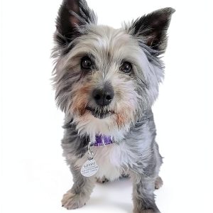 Family Of Rescue Dogs Book 3 – Creativia Kindle eBook for Teens-0