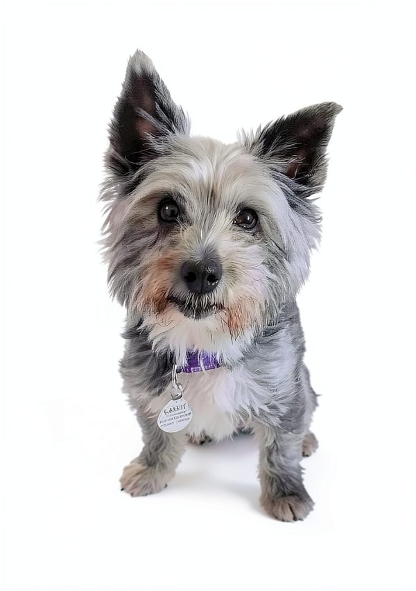 Family Of Rescue Dogs Book 3 – Creativia Kindle eBook for Teens-0